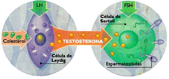 Testosterona total livreo que é