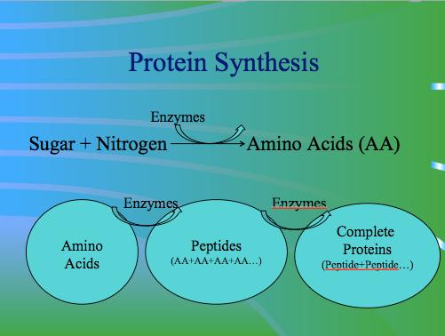 proteina hidrolisada