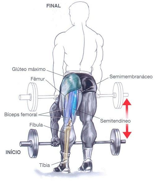 Coxas, Glúteos: Como Treinar Bumbum