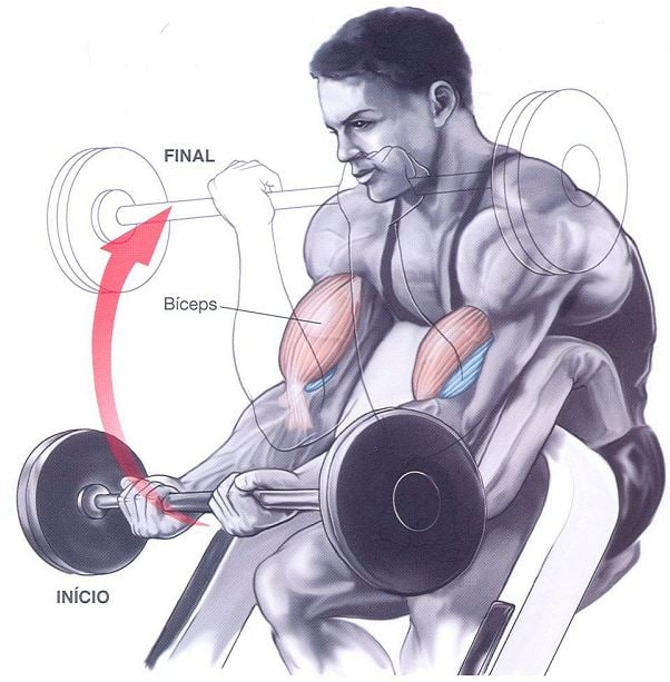 Biceps Treino isolado