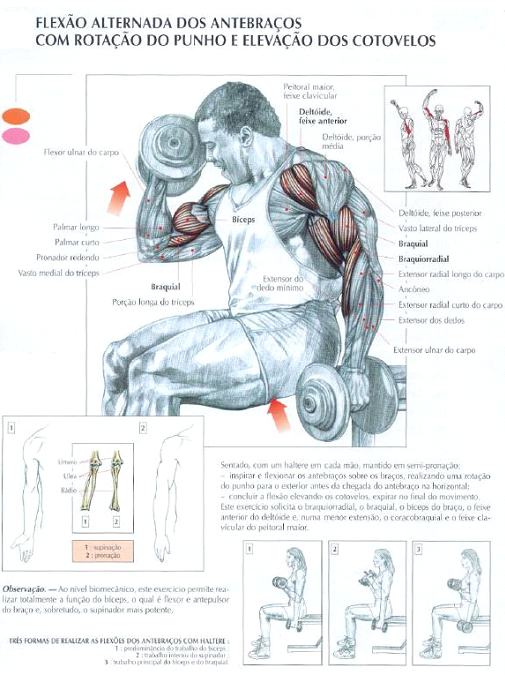 ganhar massa muscular nos Biceps