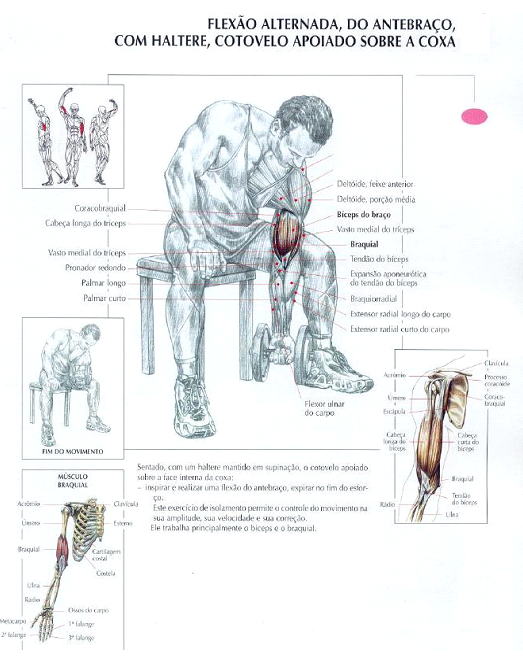 Exercício isolado para definir biceps