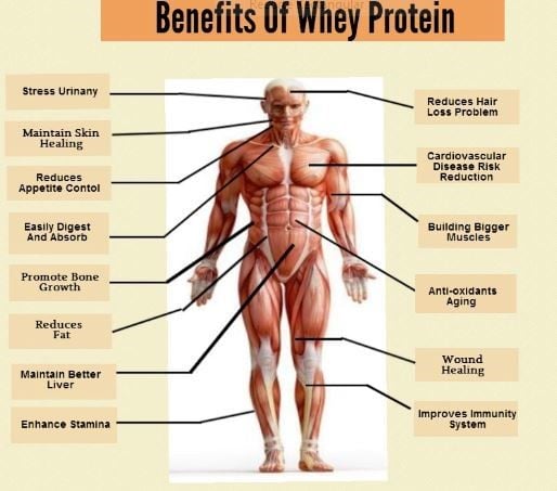 whey-protein-beneficios