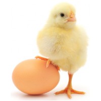 Egg nutritional value effect