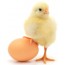 Egg nutritional value effect