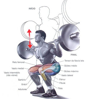 agachamento-hipertrofia-muscular-treino-squat-bodybuilding-corposflex